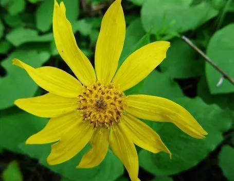 Arnica gel