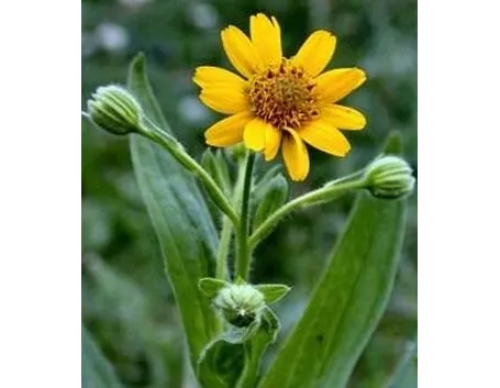 Arnica montana