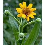 Arnica montana