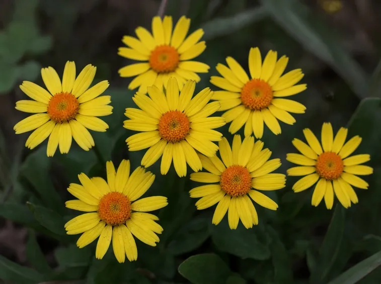 Arnica montana