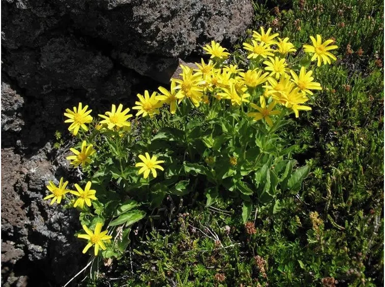 Arnica montana