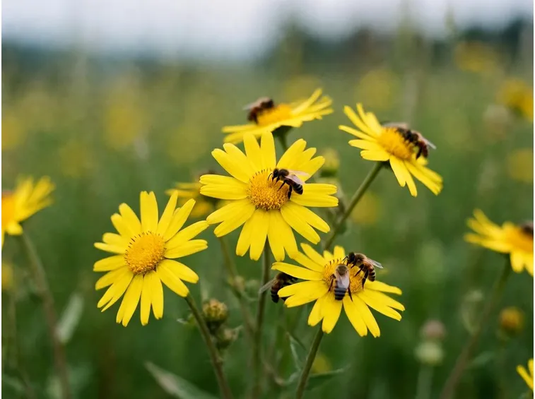 Arnica Montana