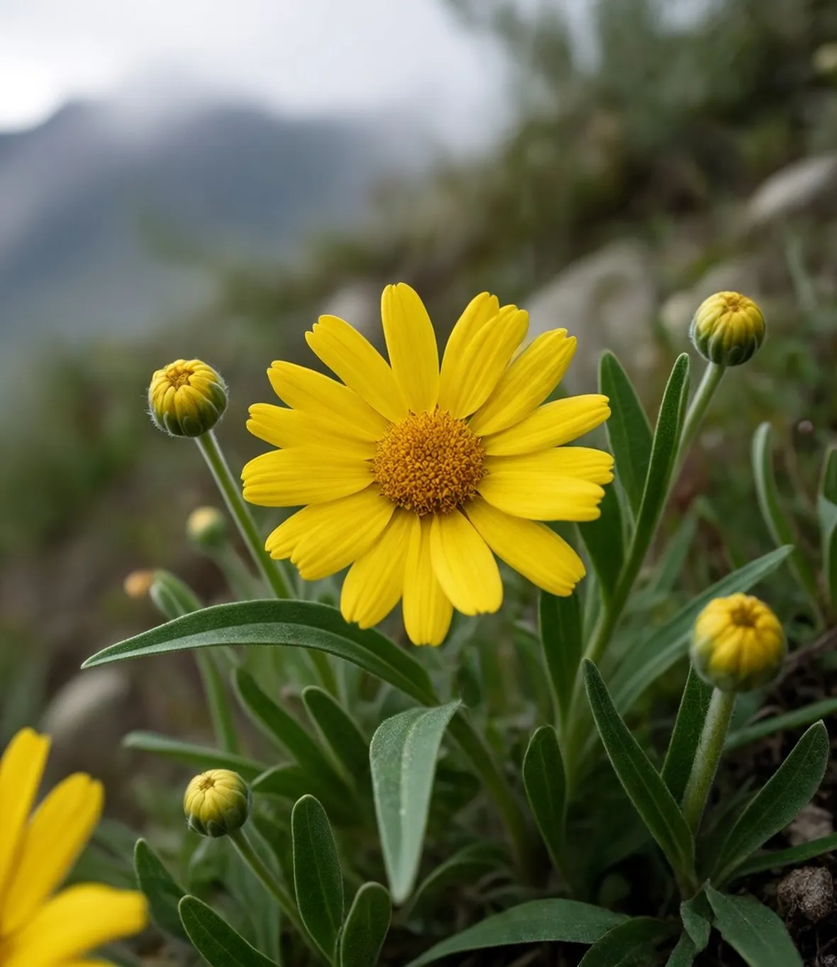 Arnica montana