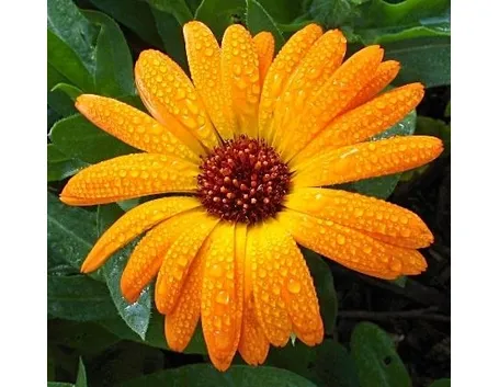 calendula artistica