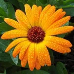 calendula artistica