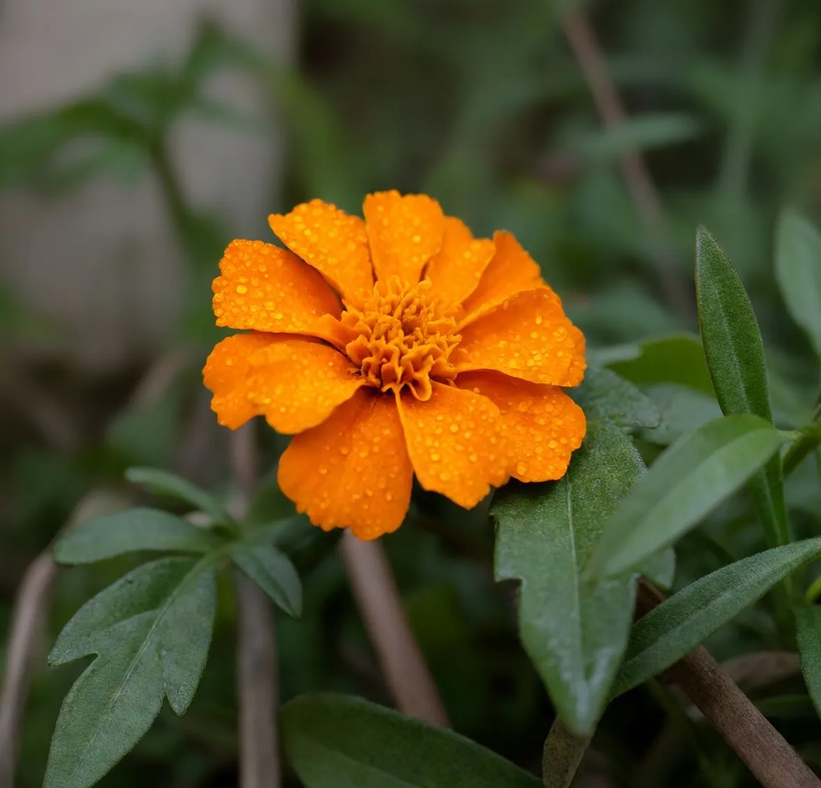 calendula artistica