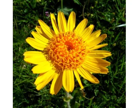 fiore arnica montana