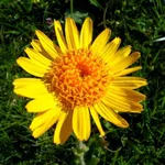 fiore arnica montana