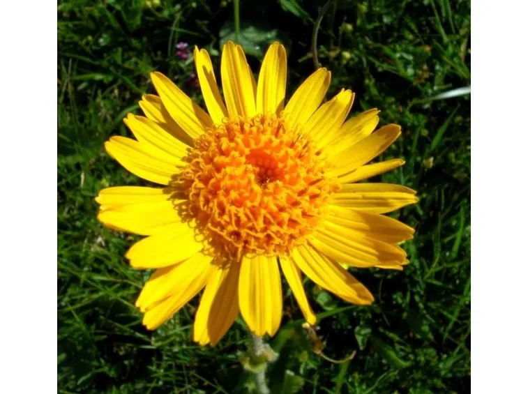 fiore arnica montana