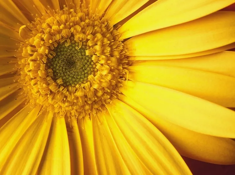 fiore arnica montana