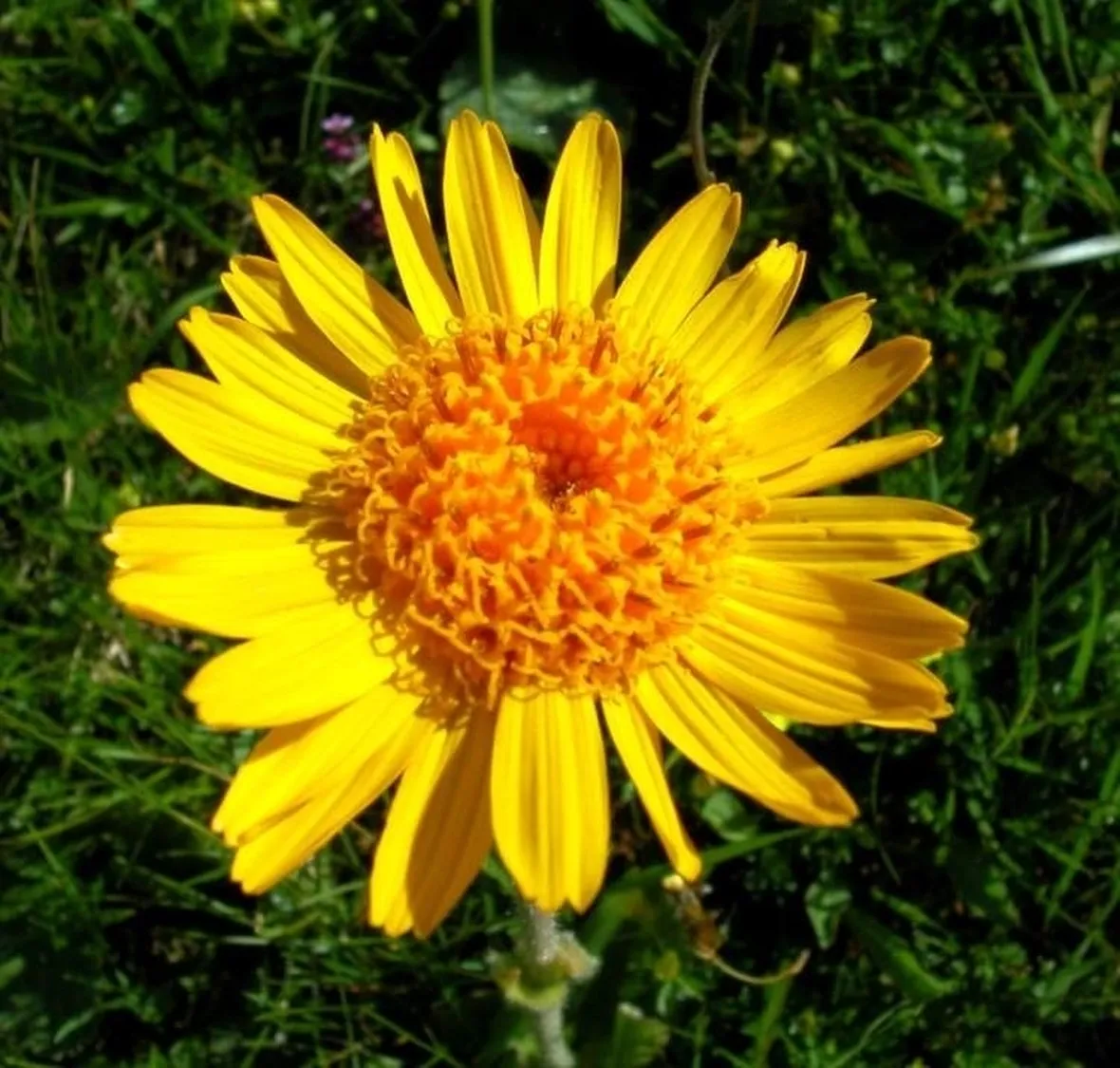 fiore arnica montana