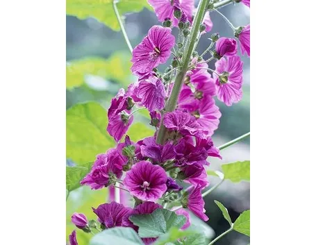 Decotto di malva