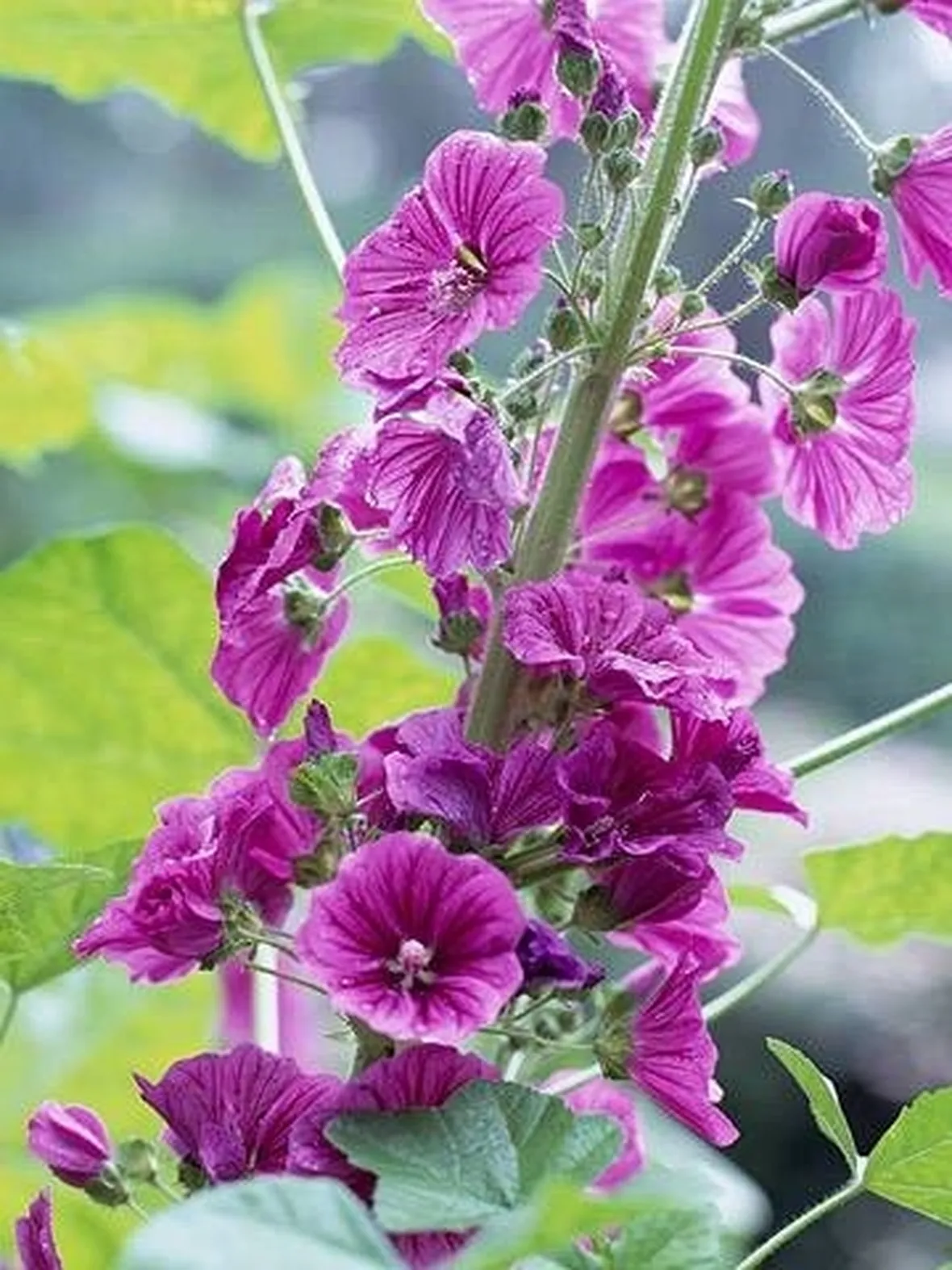 Decotto di malva