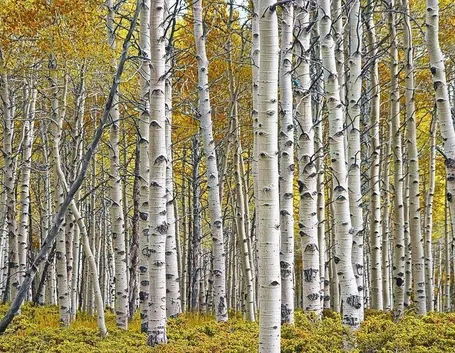 Bosco di betulle