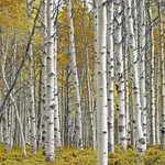 Bosco di betulle