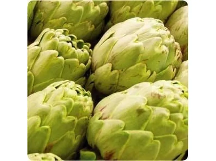 Decotto carciofo