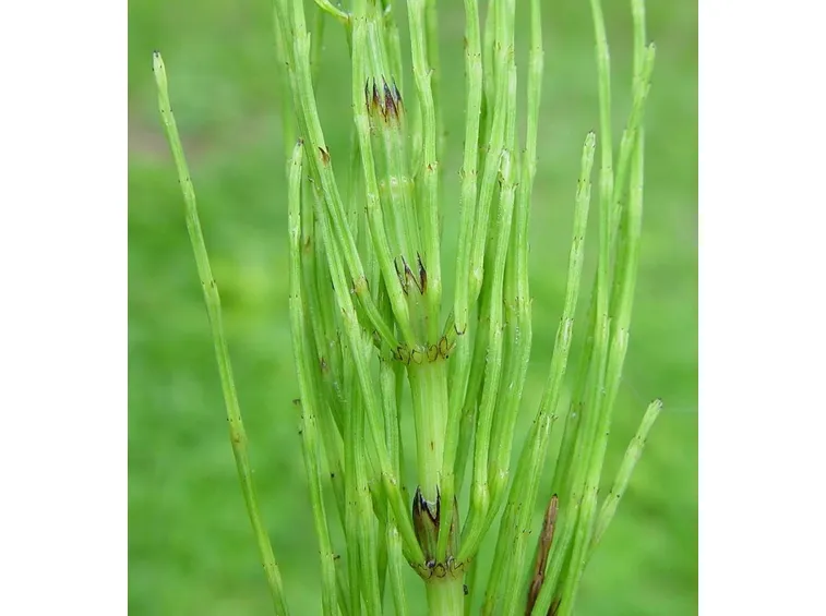 Equisetum arvense