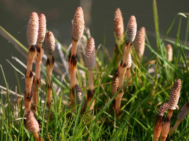 Equisetum arvense