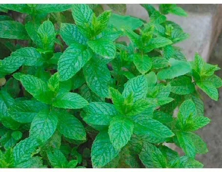 foglie di menta