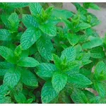 foglie di menta