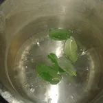 Decotto di salvia