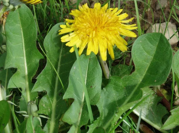 Tarassaco officinalis
