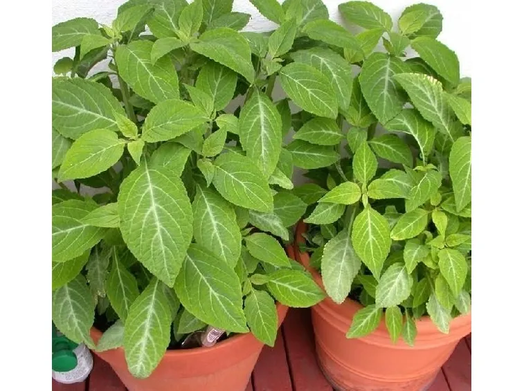 Pianta di salvia