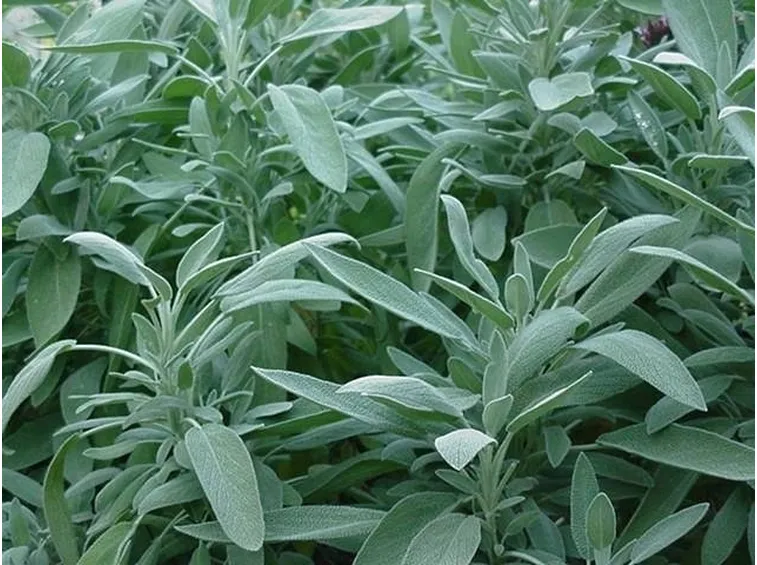 Salvia officinalis