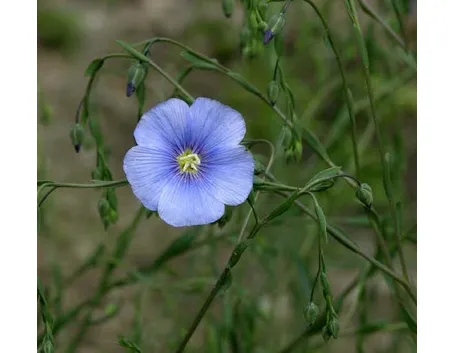 Pianta di lino