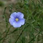 Pianta di lino