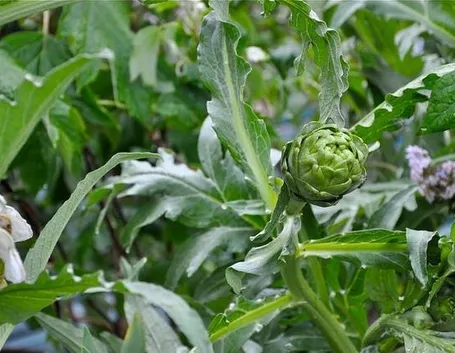 Campo di carciofi