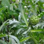 Campo di carciofi