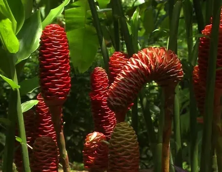 http://footage.framepool.com/it/bin/80480,pianta+di+zenzero,costa+rica/