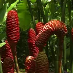 http://footage.framepool.com/it/bin/80480,pianta+di+zenzero,costa+rica/