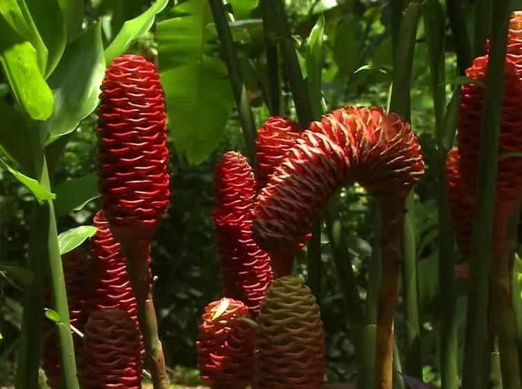 http://footage.framepool.com/it/bin/80480,pianta+di+zenzero,costa+rica/