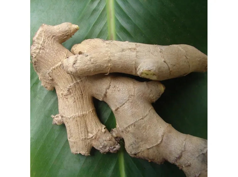 http://imgkid.com/edible-ginger-plant-flowers.shtml