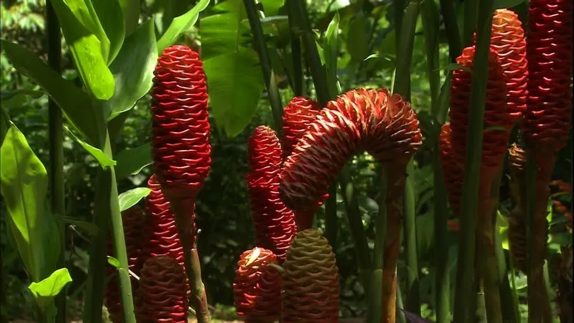 http://footage.framepool.com/it/bin/80480,pianta+di+zenzero,costa+rica/