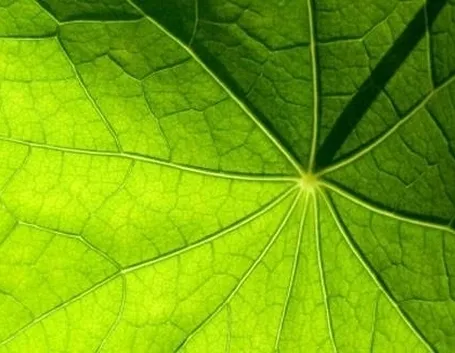 foglia naturale