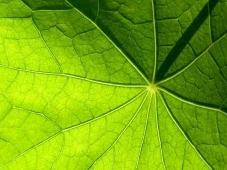 foglia naturale