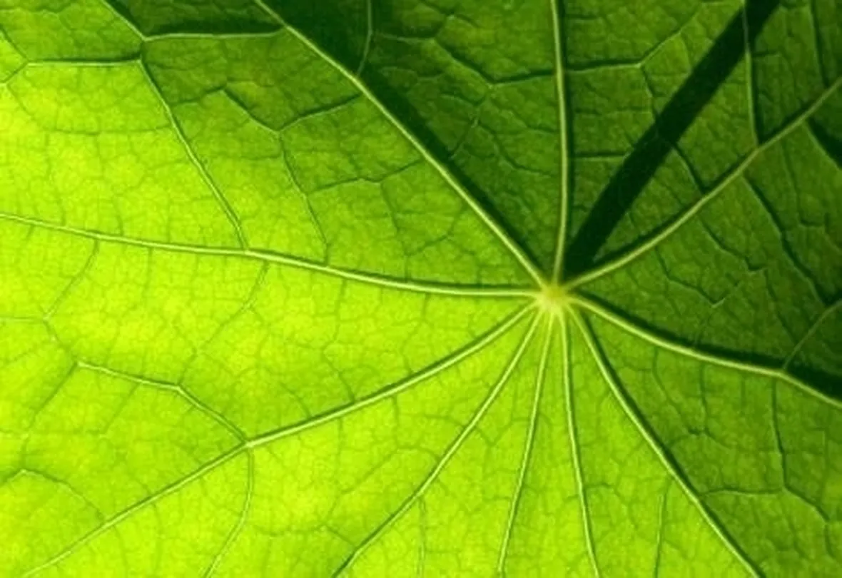 foglia naturale