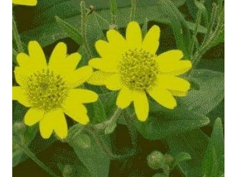 arnica_zps2d47df48