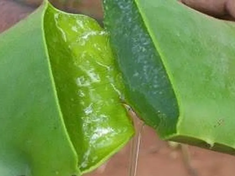 estratto piante 