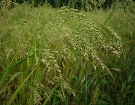 pianta di miglio