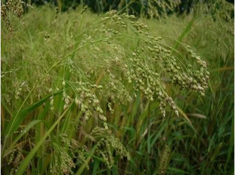 pianta di miglio