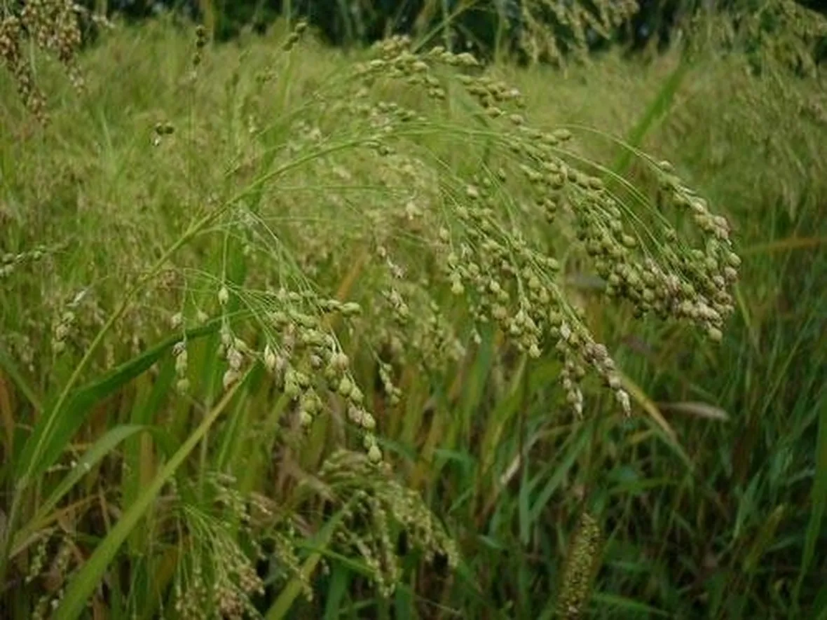 pianta di miglio
