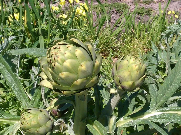 Estratto secco di carciofo