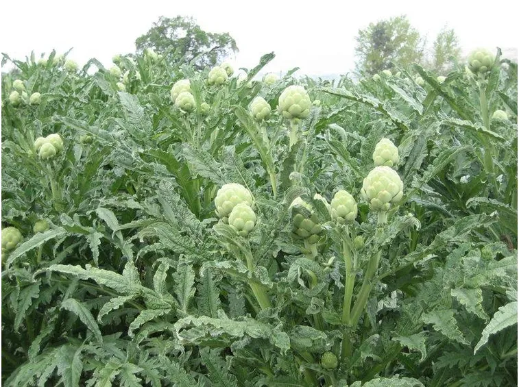 Estratto secco di carciofo