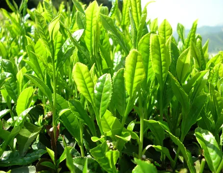 pianta thé verde