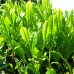 pianta thé verde