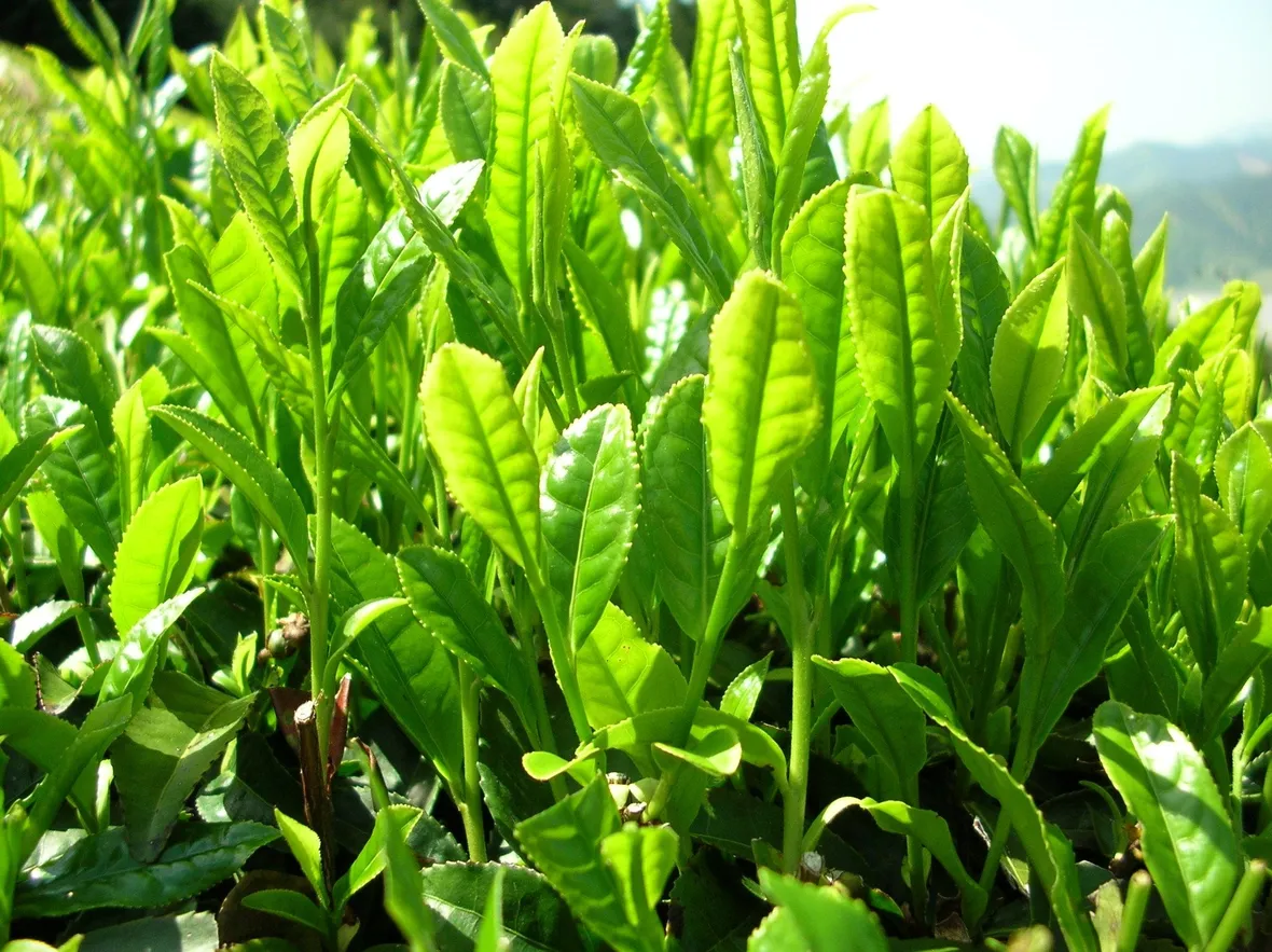 pianta thé verde